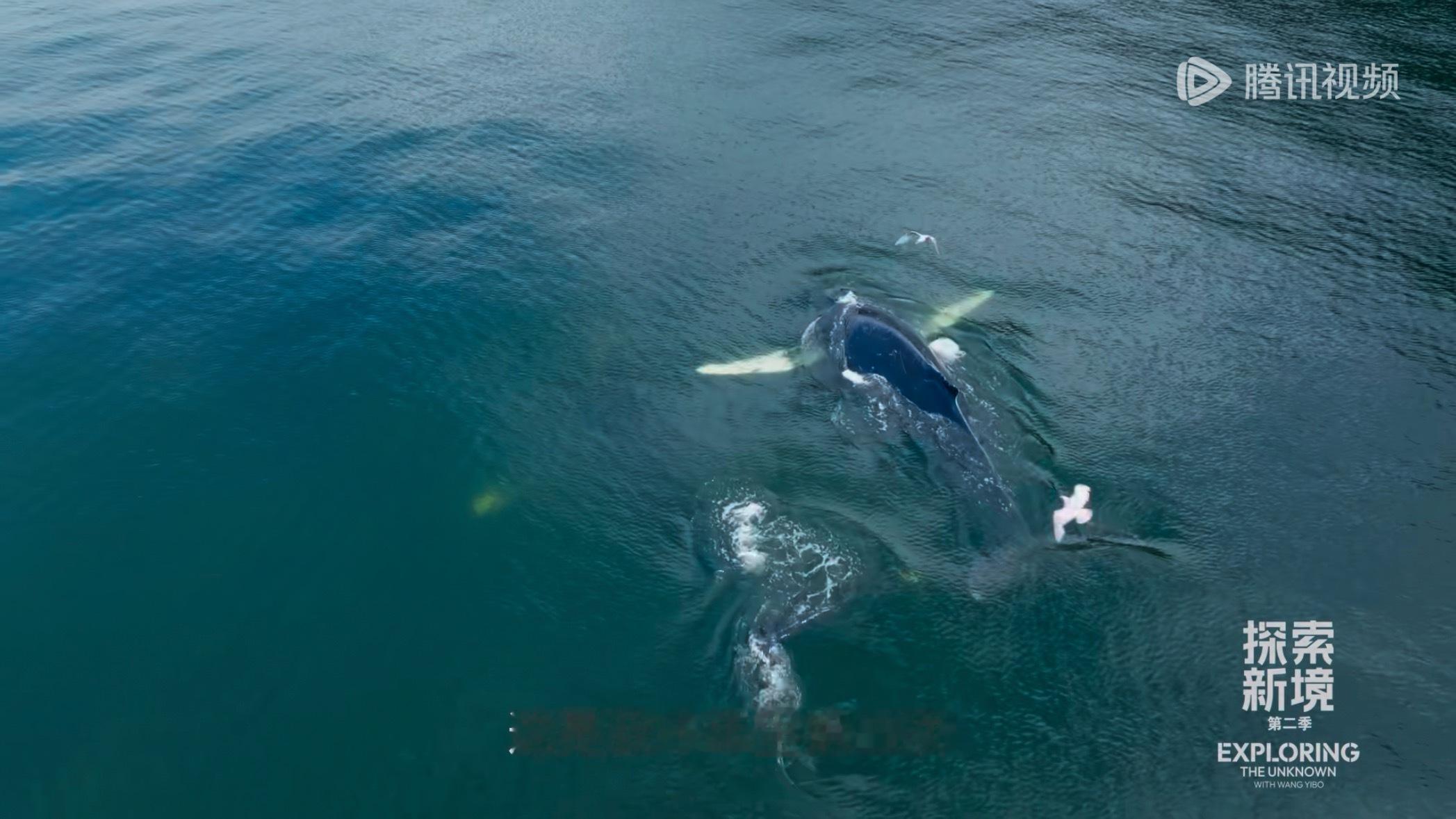 十年一遇的场景就这样被小薄薄碰上了 还说不是幸运之星吗探索新境2王一博