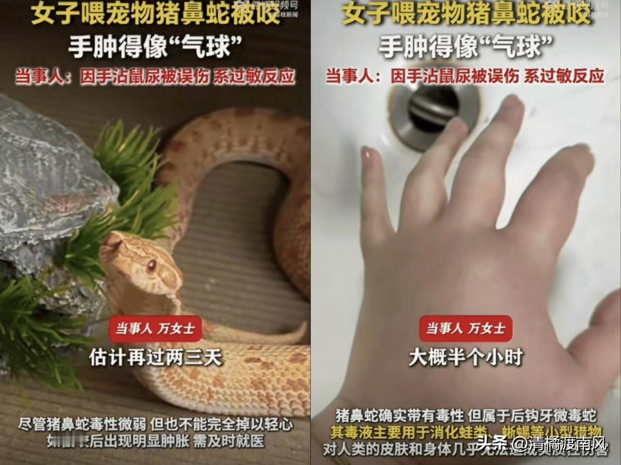 江苏一位女生养了条宠物猪鼻蛇，居然连着三四个星期都没给蛇喂食。当她拿镊子夹老鼠准