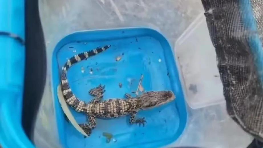 涪江“不速之客”：暹罗鳄的意外现身与放生警示

近日，在四川三台，一条劲爆的消息