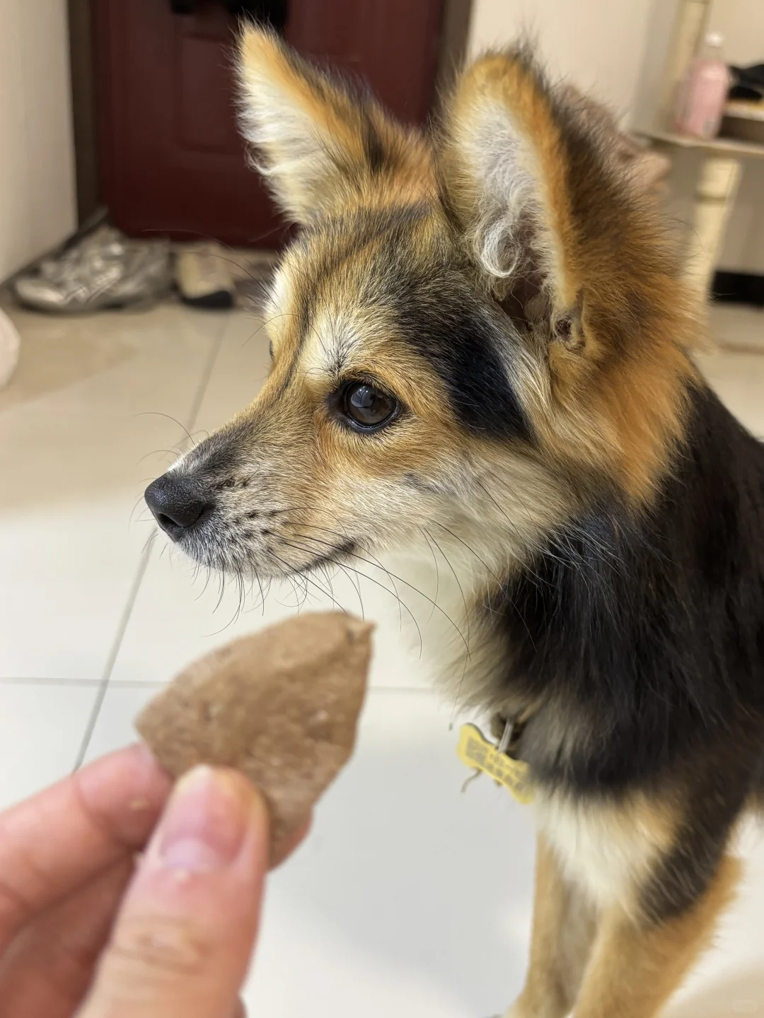 吃饱后怎么诱惑都不会再吃的狐狸狗