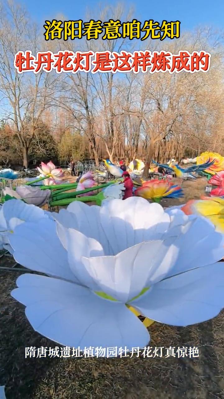 洛阳春意咱先知，牡丹花灯是这样炼成的。
隋唐城遗址植物园牡丹花灯真惊艳。