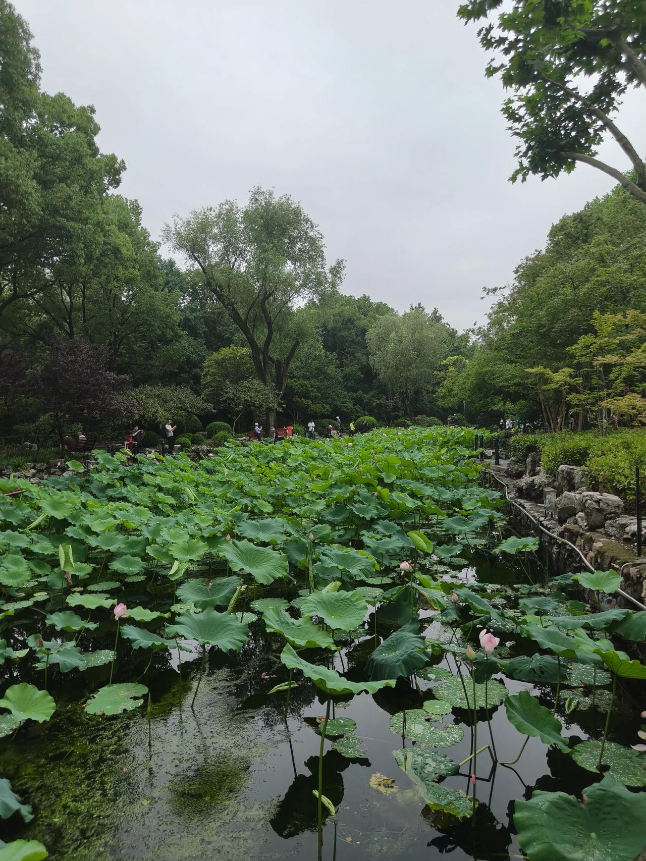 端午假期公园散步随手拍分享！

夏日公园荷花🪷随手拍分享！