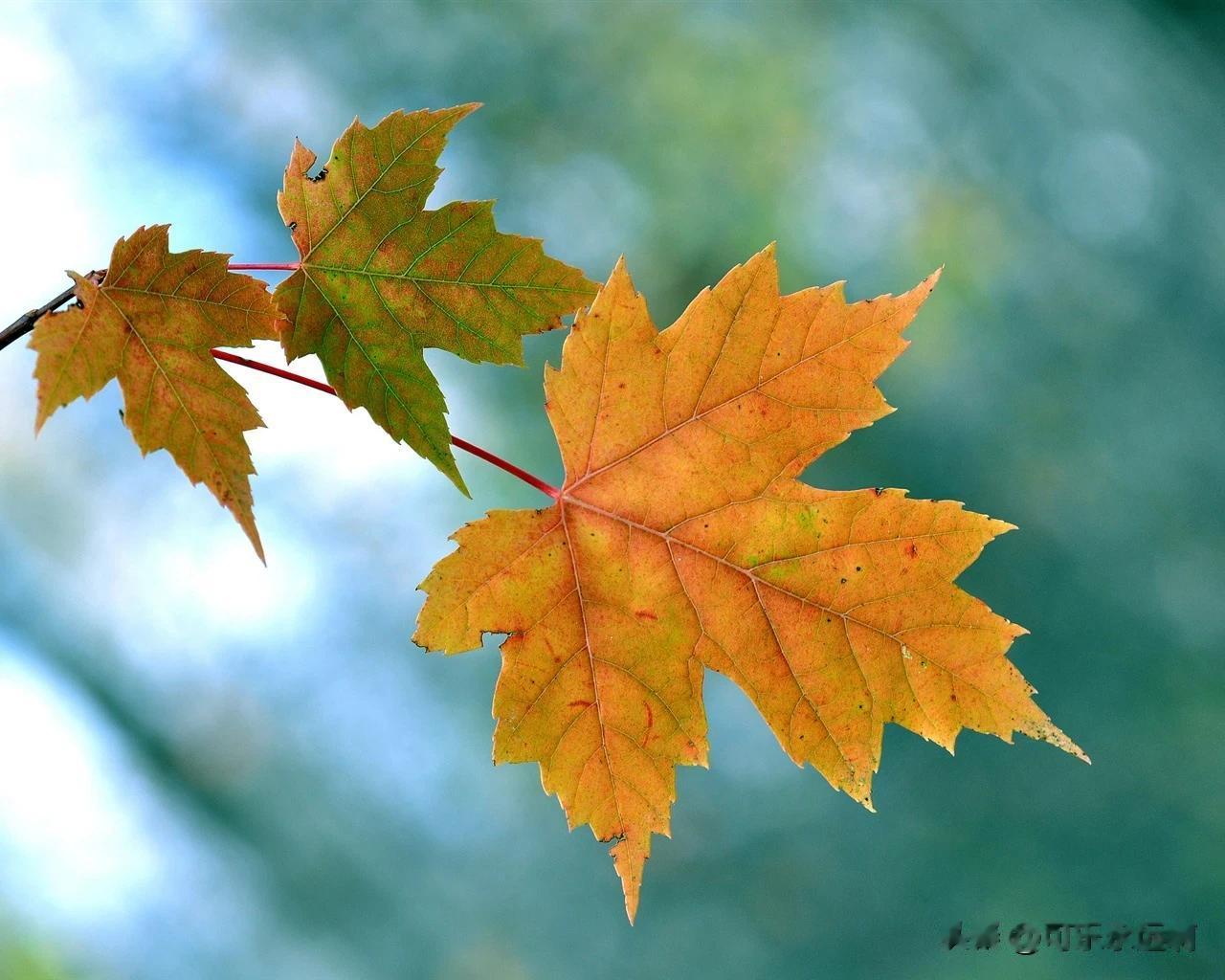 秋天的树叶颜色有绿色，金黄色，有红色的。绿色的树叶有梧桐叶，金黄色的有桦树叶，红