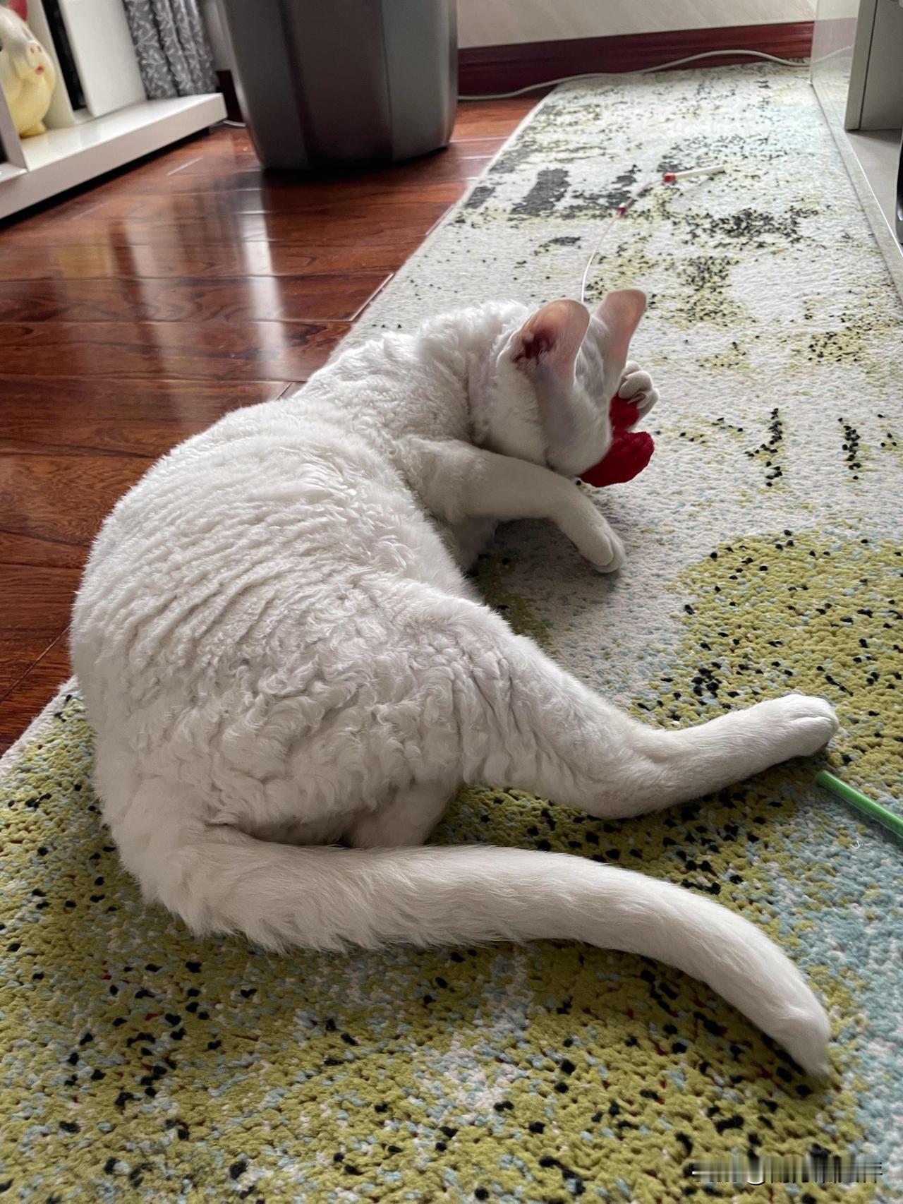 这是我家小猫咪在玩，不是在睡觉哦，小猫咪玩得开心，被我正好拍到啦。