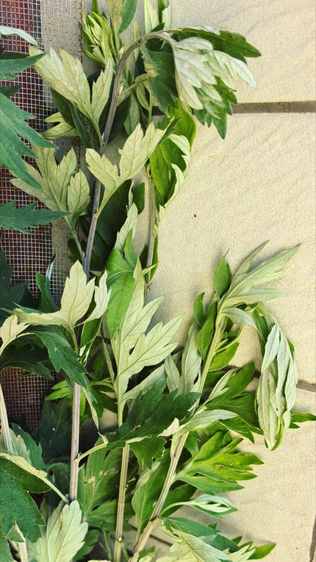 自从有了艾灸产业，端午节必备的野生艾草就很难找了。。。 端午安康