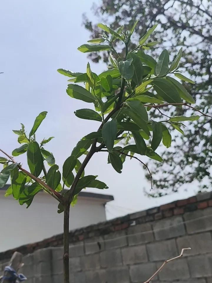 山上挖的野枣树，可以做成盆景。一棵树，有根、茎、叶，用根做根雕。
如果做盆景，就