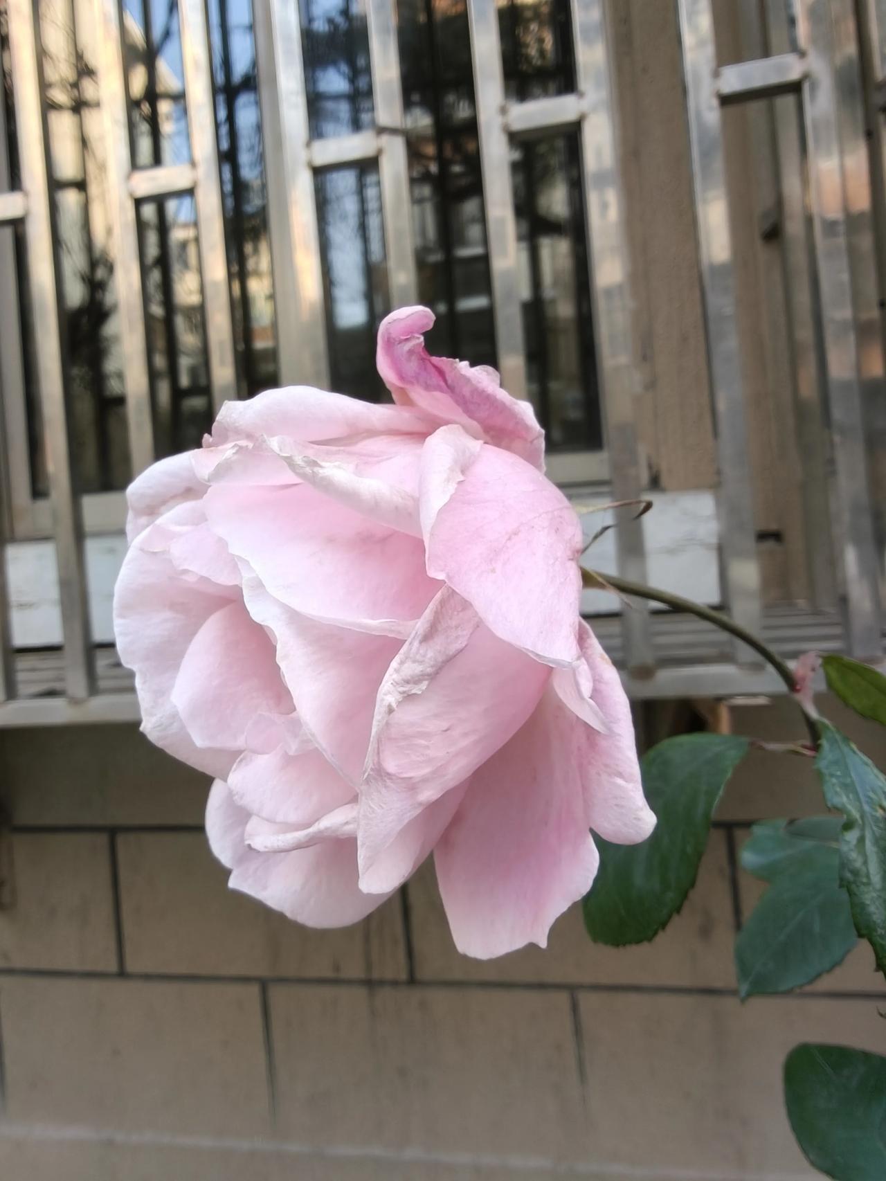 新的一周，今天系统不给力啊！
不知道是不是又在更新，
最近更新有点勤，
活都不好