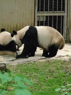 奇三妹和妈妈在一起时看上去是不是小小一只？母女俩排排坐干饭饭，一大一小两个背影看
