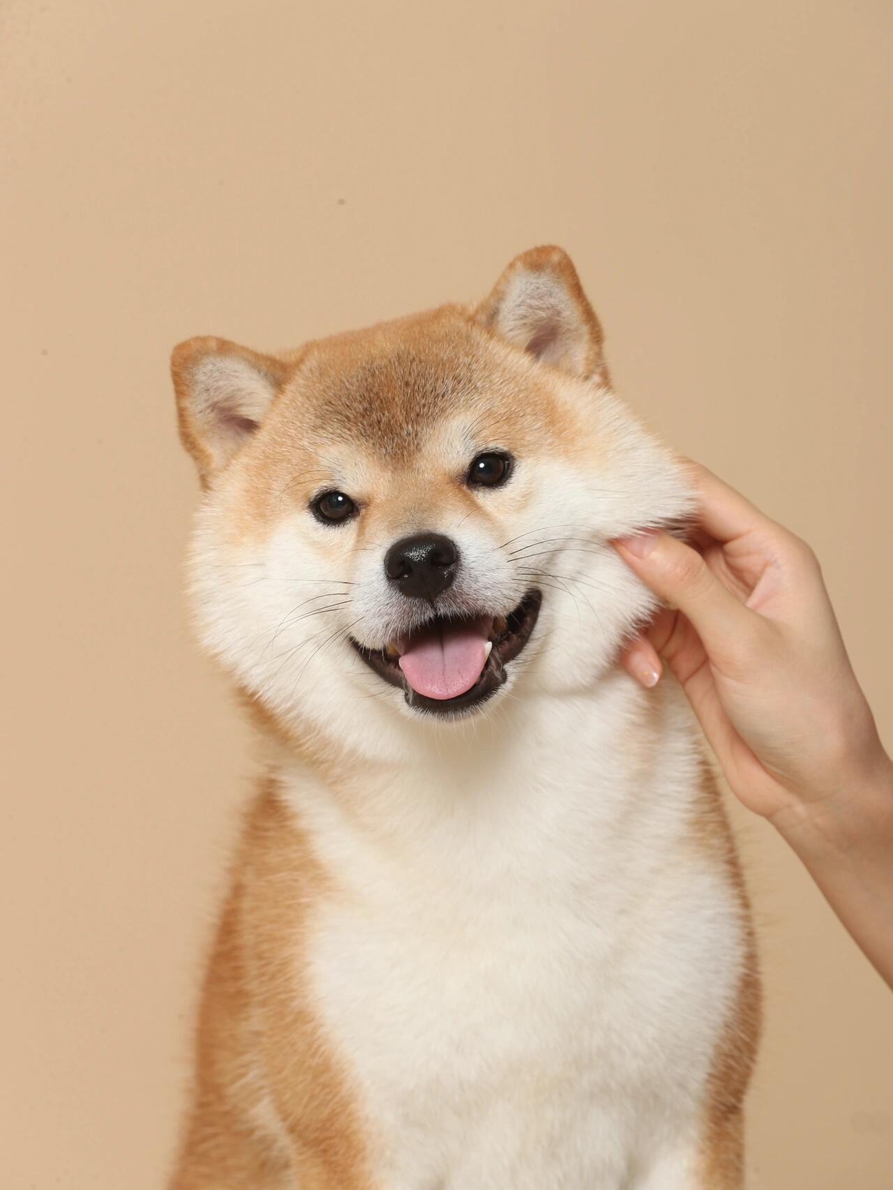 是可爱修狗呀～#萌宠##柴犬# ​​​