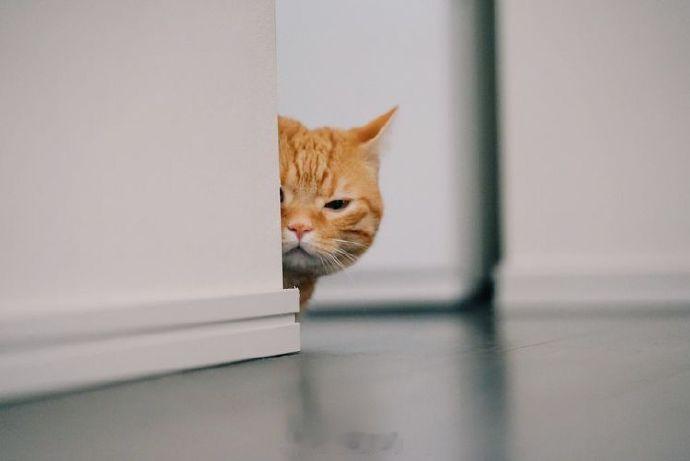 猫猫祟祟 ​​​