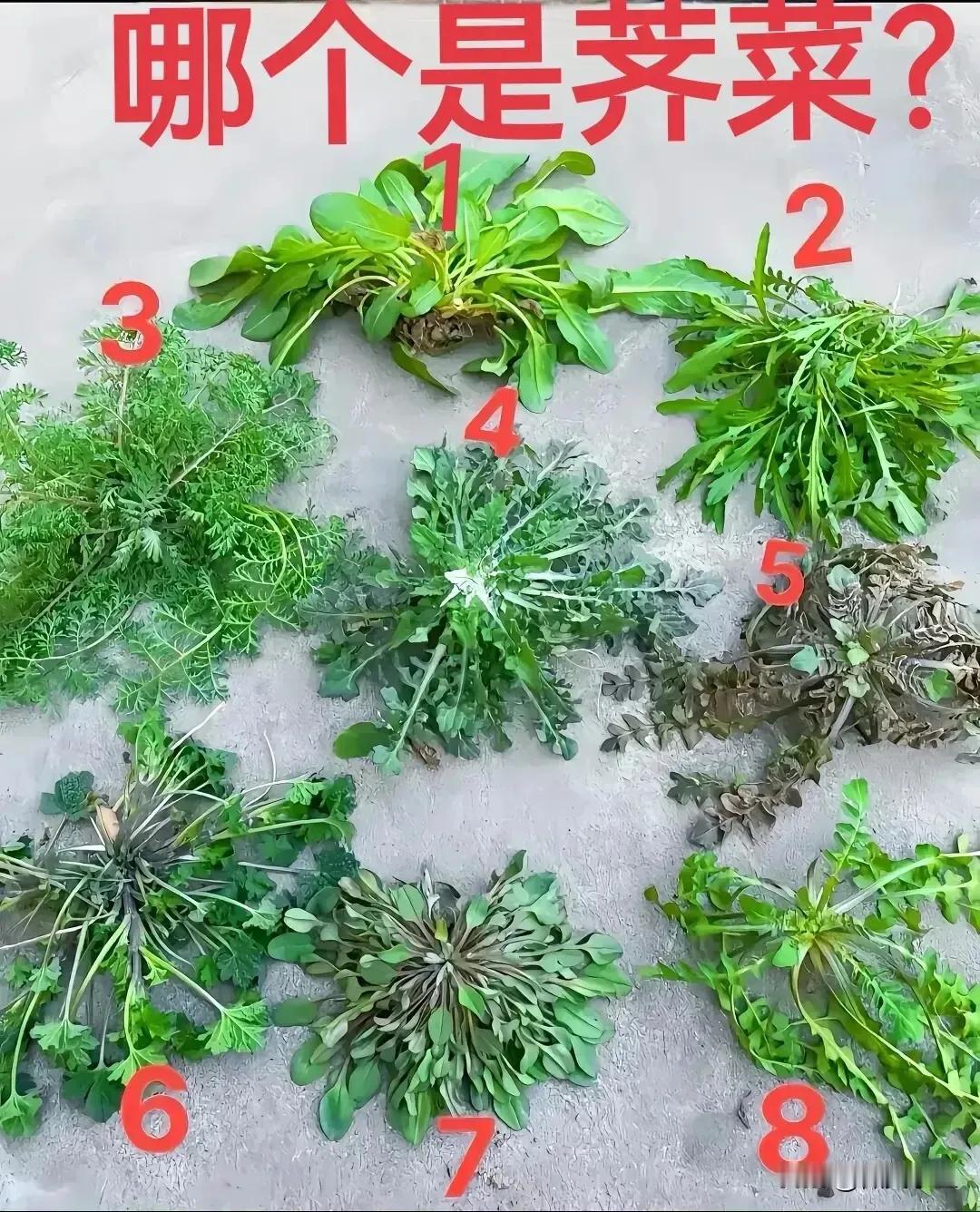 长得都很像，到底哪个才是荠菜呢？