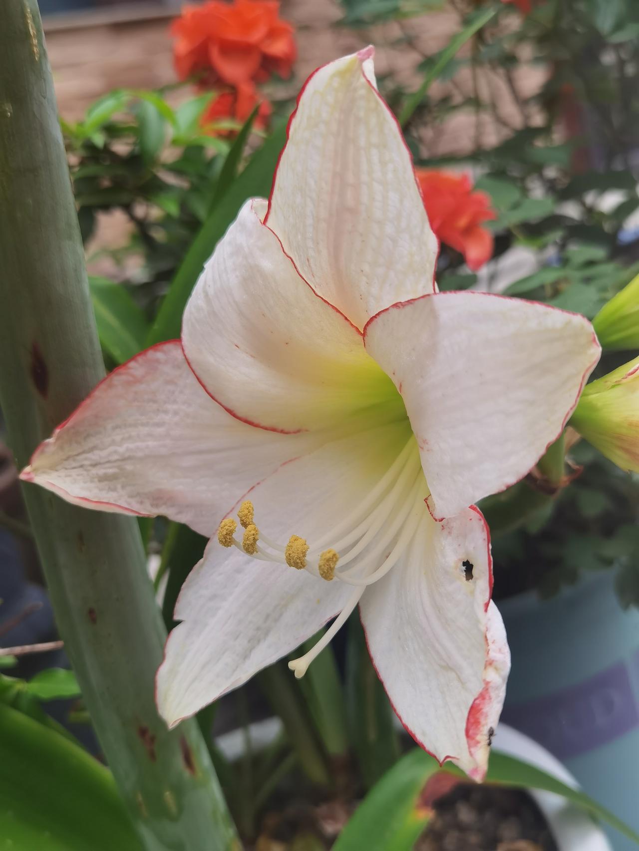 朱顶红，开的却是白花。
朱顶红