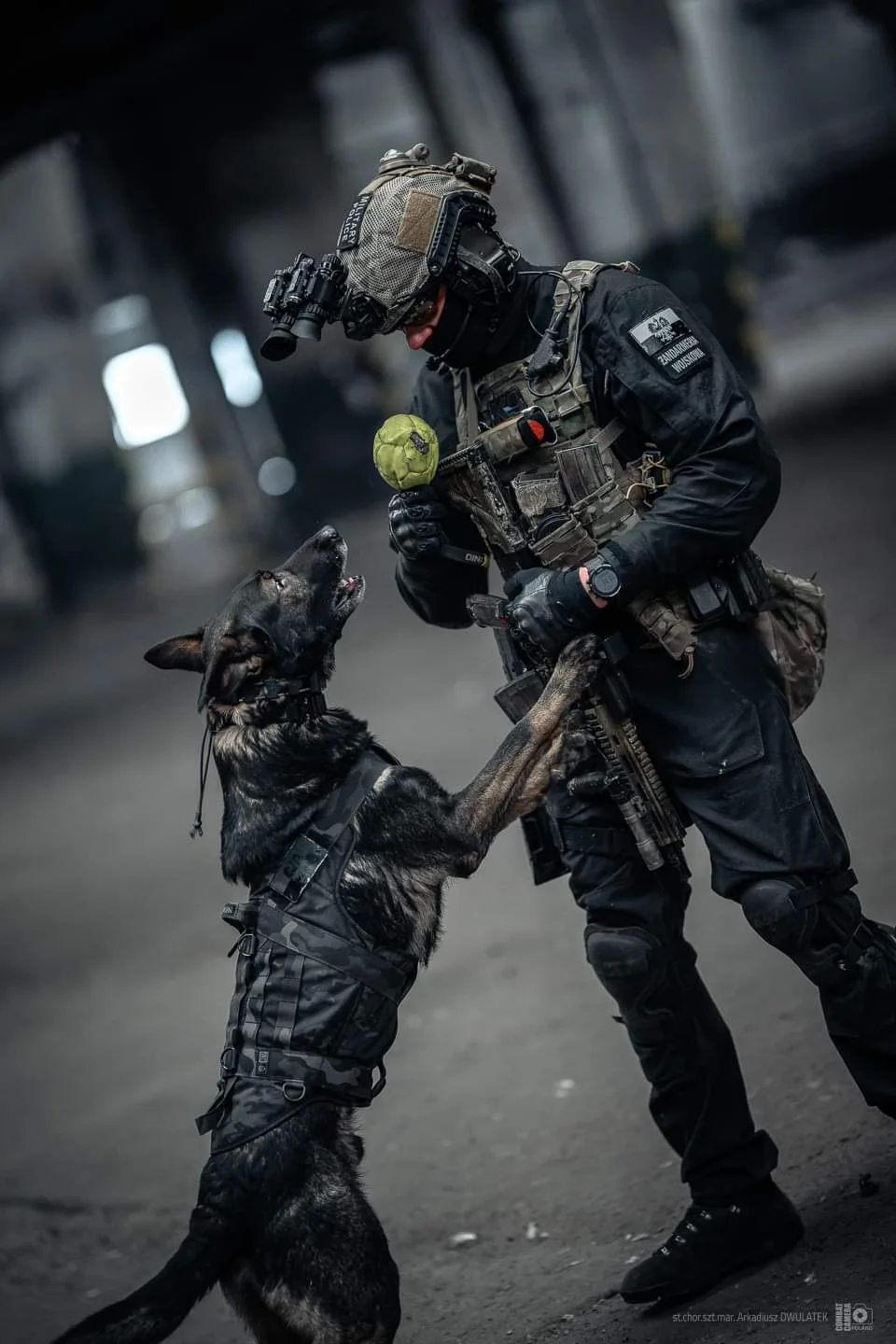 波兰宪兵特勤队的k9