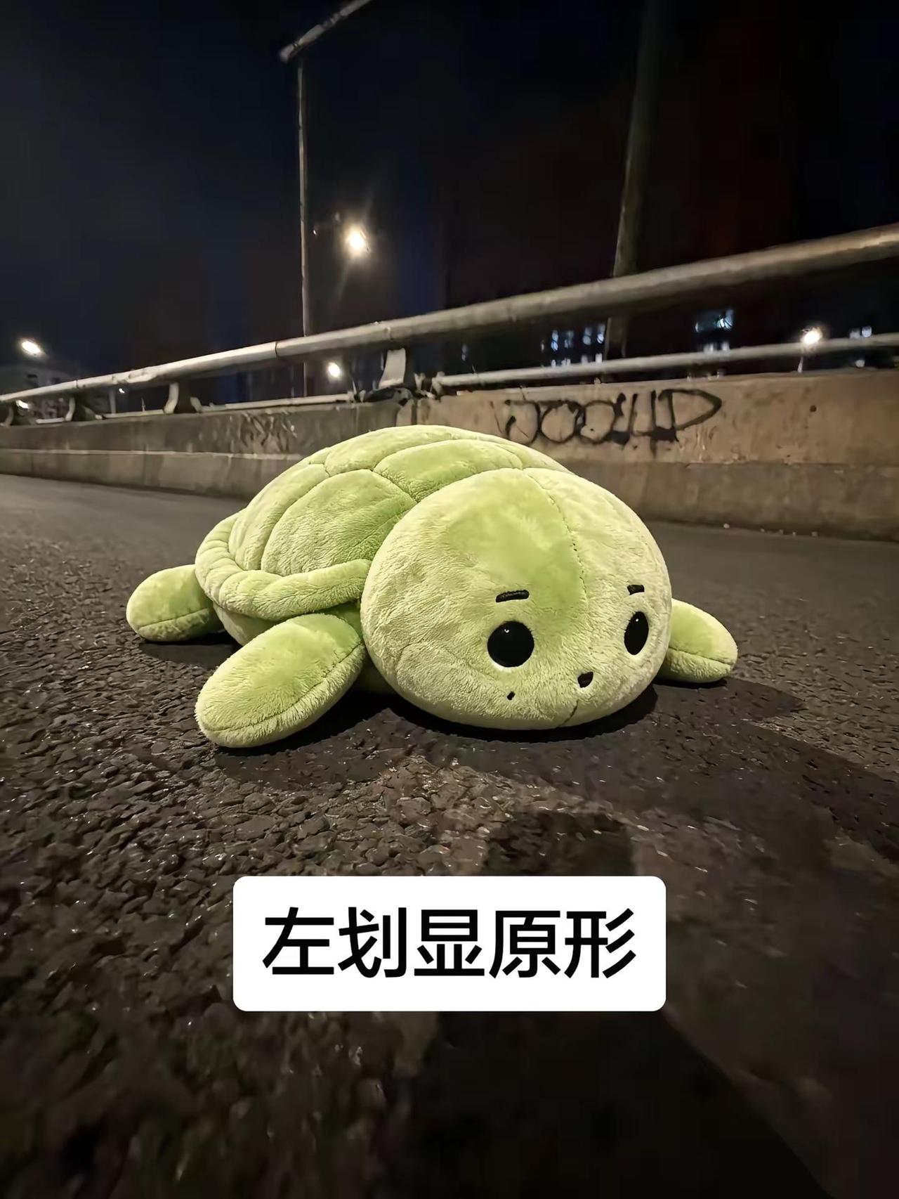 这里有一只小龟 帮我看好他