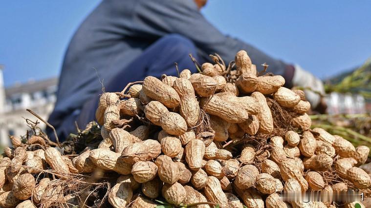 一颗牙齿怎么吃花生?

独牙啃花生秘籍[捂脸][捂脸][捂脸][捂脸][捂脸]