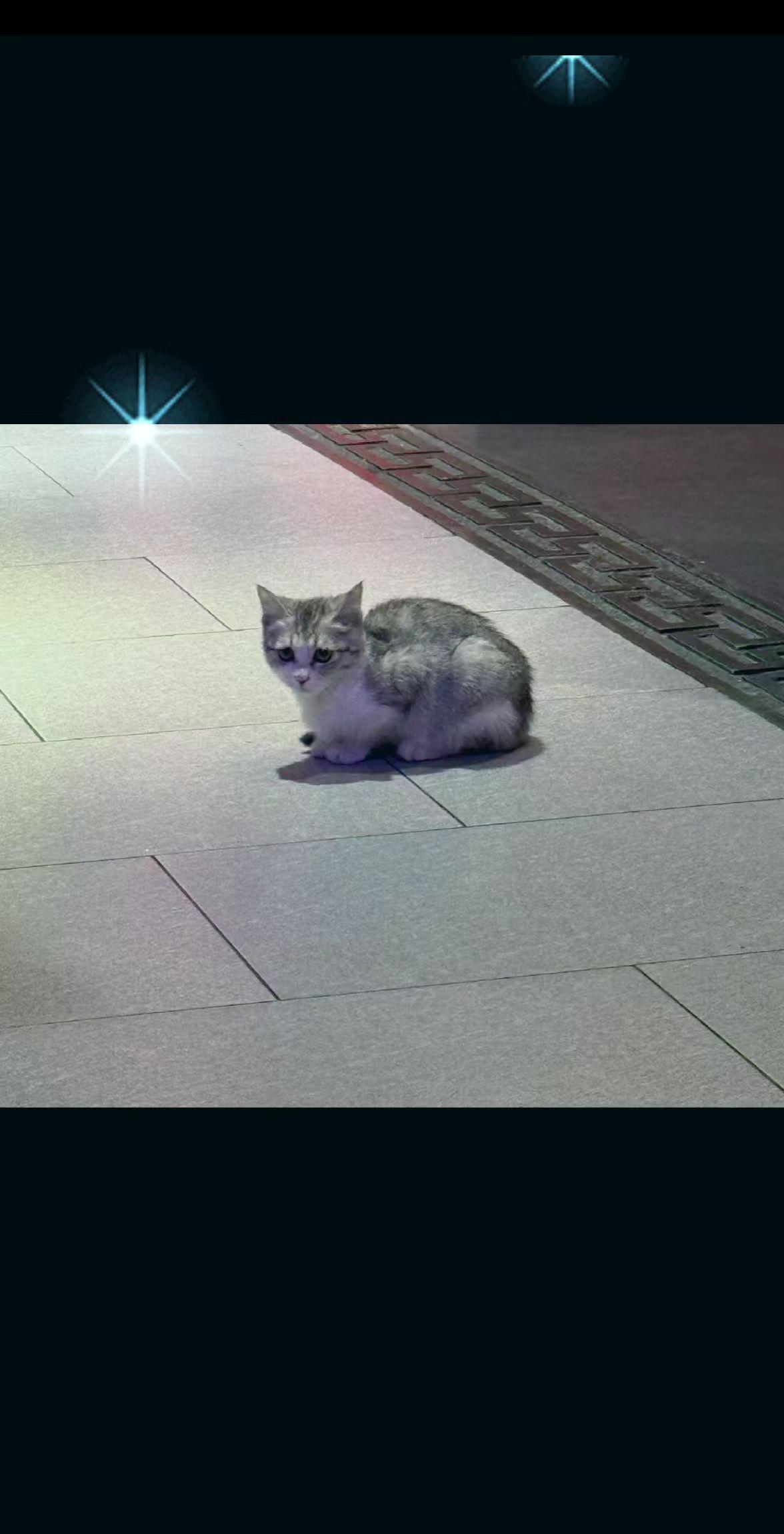 猫猫你是不是像我一样被人丢了，不要了呀，勇敢点，加油哦…