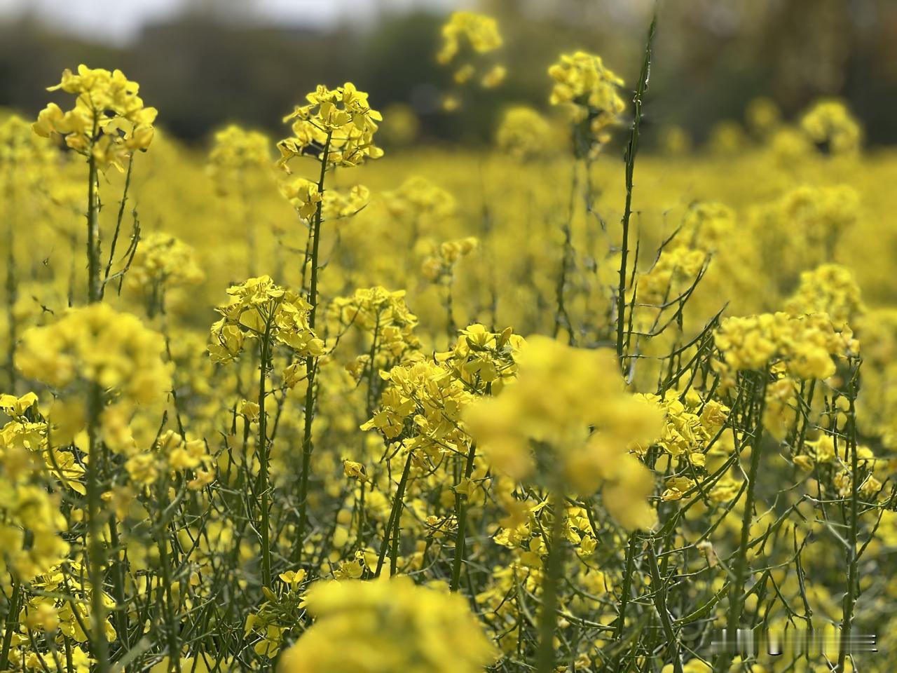 晒图笔记大赛赏花