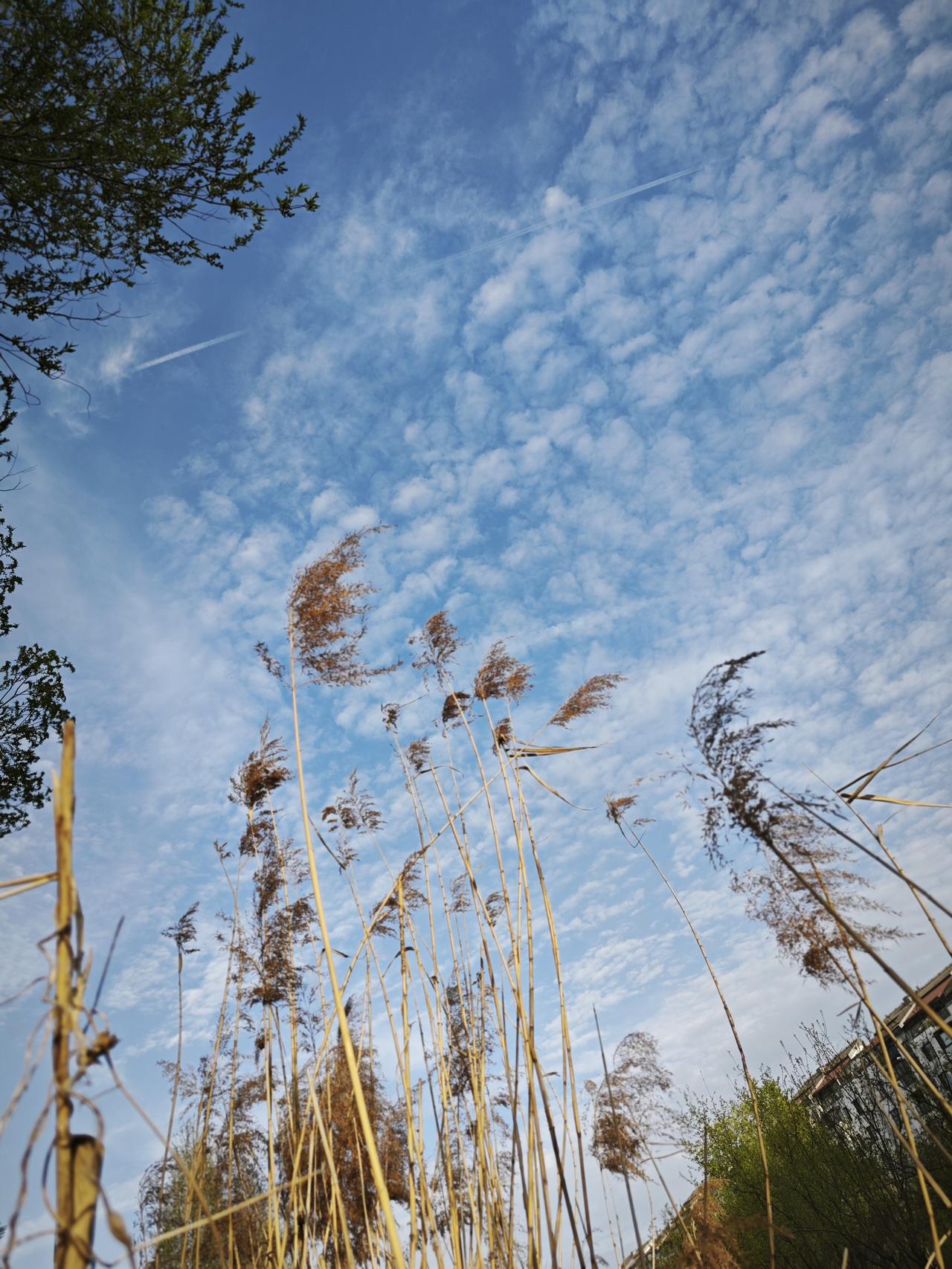 微风不燥日清爽，
周日带娃游一圈。
河边垂柳身姿软，
水中鱼儿摆尾欢。
有水不缺