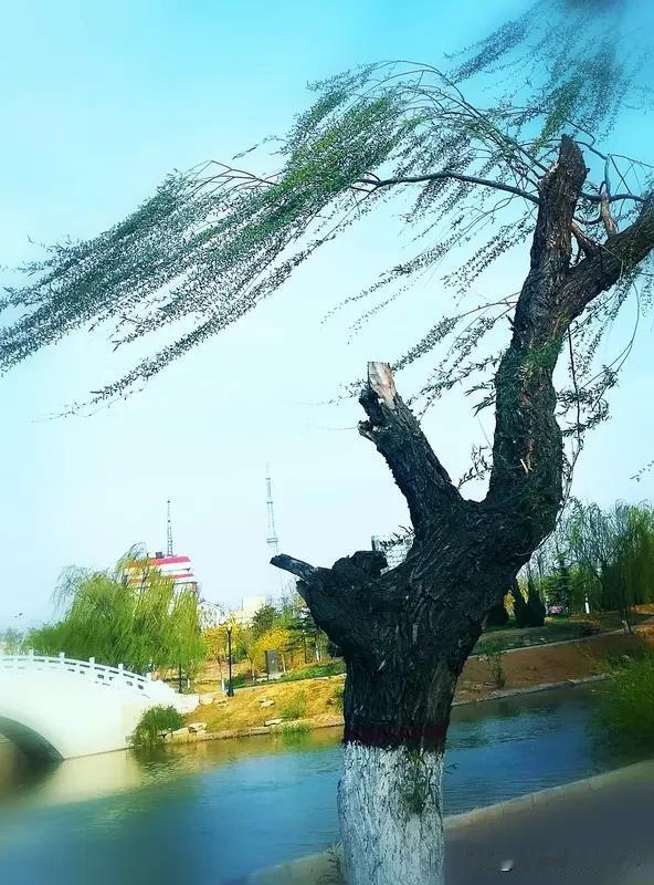 上联：一帘柳风蕴诗意，下联下联，，几缕松雾藏画魂！[微风]