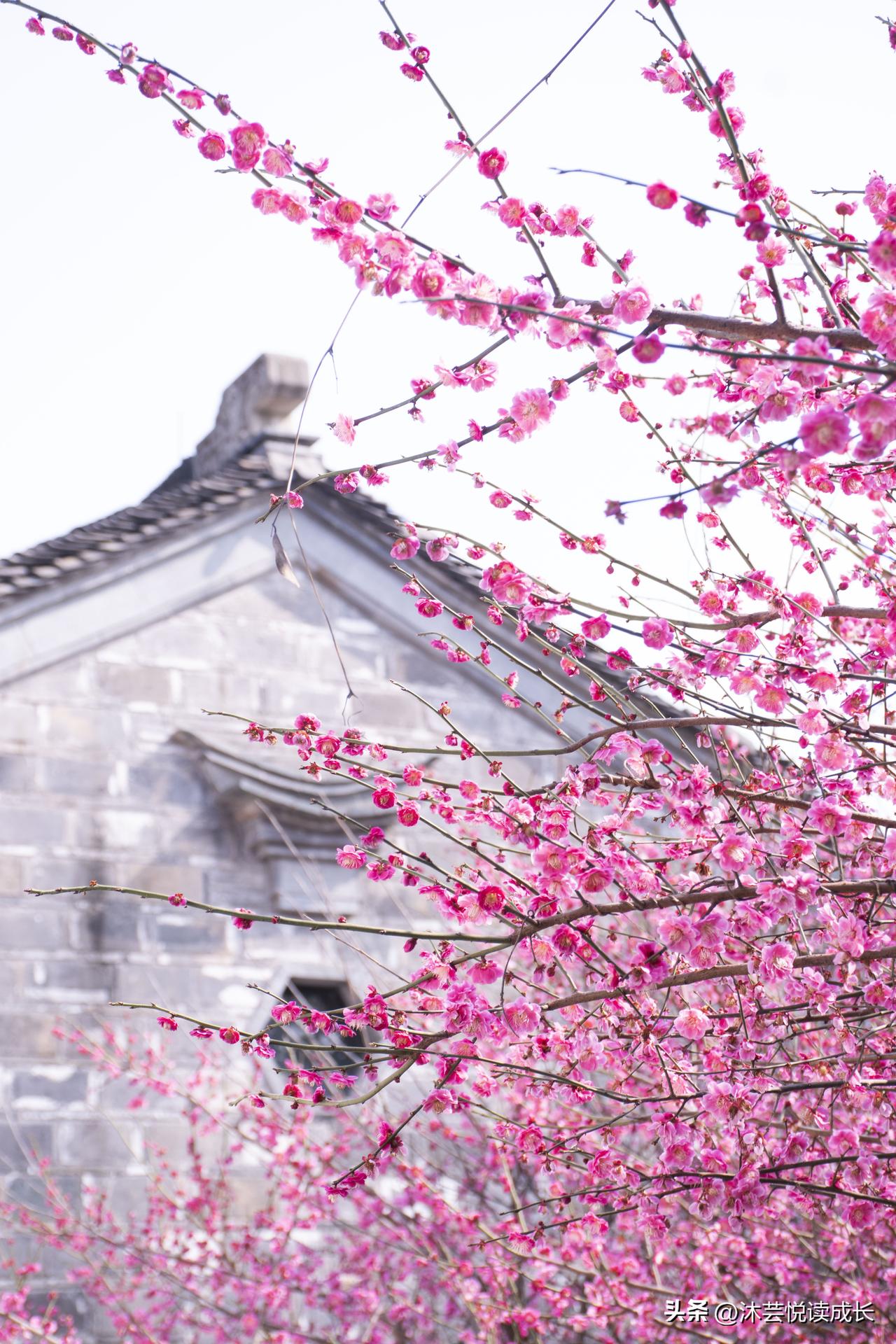 春日漫步芥子园，
梅香绕墙，竹影入窗。
方寸园林藏尽江南雅韵，
一呼一吸，皆是从