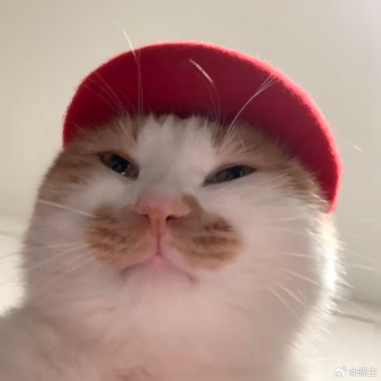 昨天看人说养龙虾，天真的我以为真的是字面意义上的养龙虾然后发现原来是AI工具化的