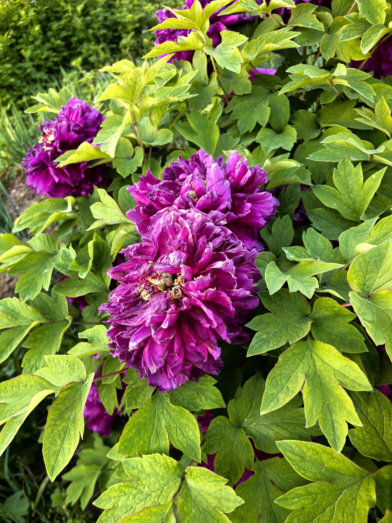 分享一张你拍的花，什么花都行分不清是芍药还是牡丹？