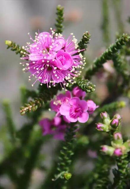 嫣然一簇生于花……