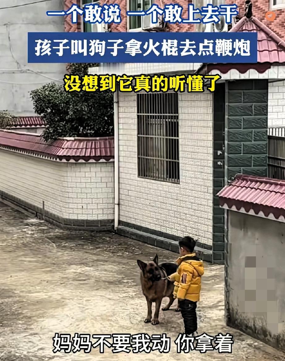 湖北小男孩让狗狗点鞭炮迎接爸爸，一人一狗的默契直接看懵全家人！
 
小男孩怕鞭炮