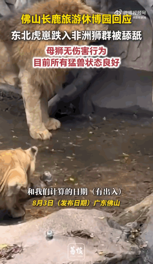 谁都没想到！广东佛山长鹿旅游休博园，数万游客围观看老虎时，亲眼撞见极度揪心的一幕