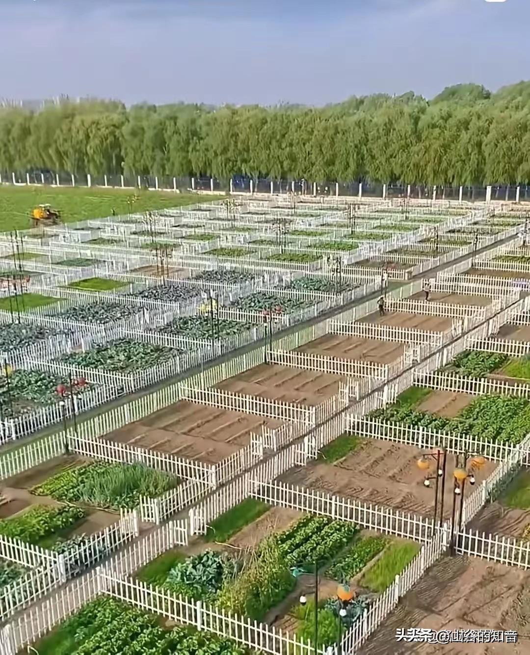 济南男子分10亩地做共享菜园，10天租空，戳中了多少都市人的痛
 
山东济南一名