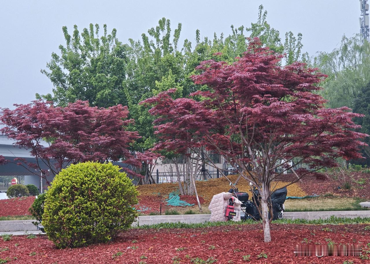 昨天早上骑车去戒台寺，路过五棵松地铁站时，看见两这棵树，搭配的很有意境，随手拍了