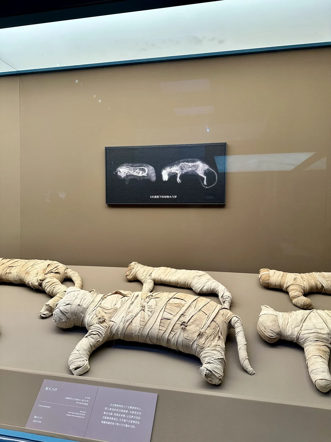 博物馆奇遇夜｜上博埃及展终于看上了🤩