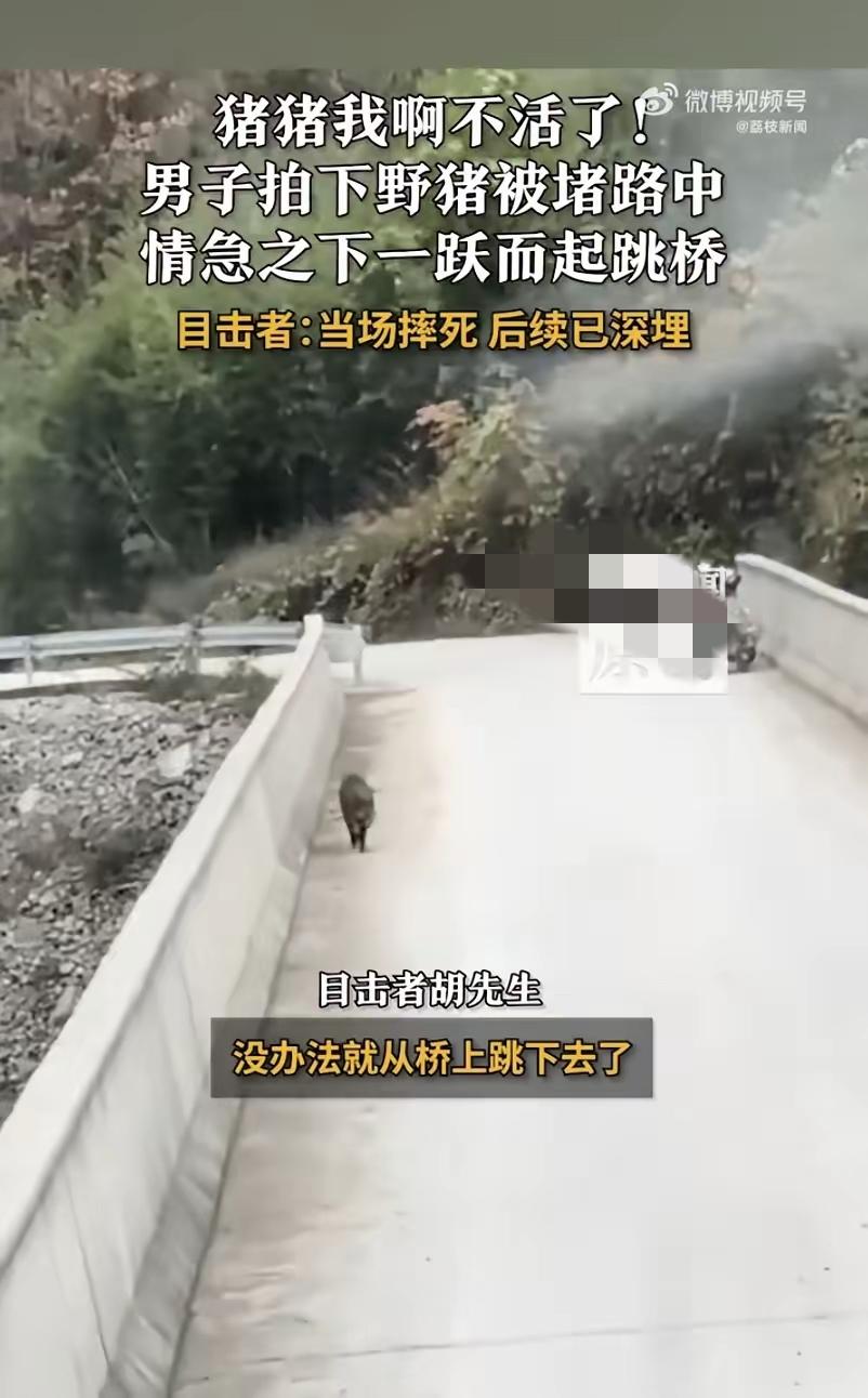 重庆野猪跳桥身亡！被摩托货车前后堵截，20米高桥一跃而下，看完太揪心
 
谁能想