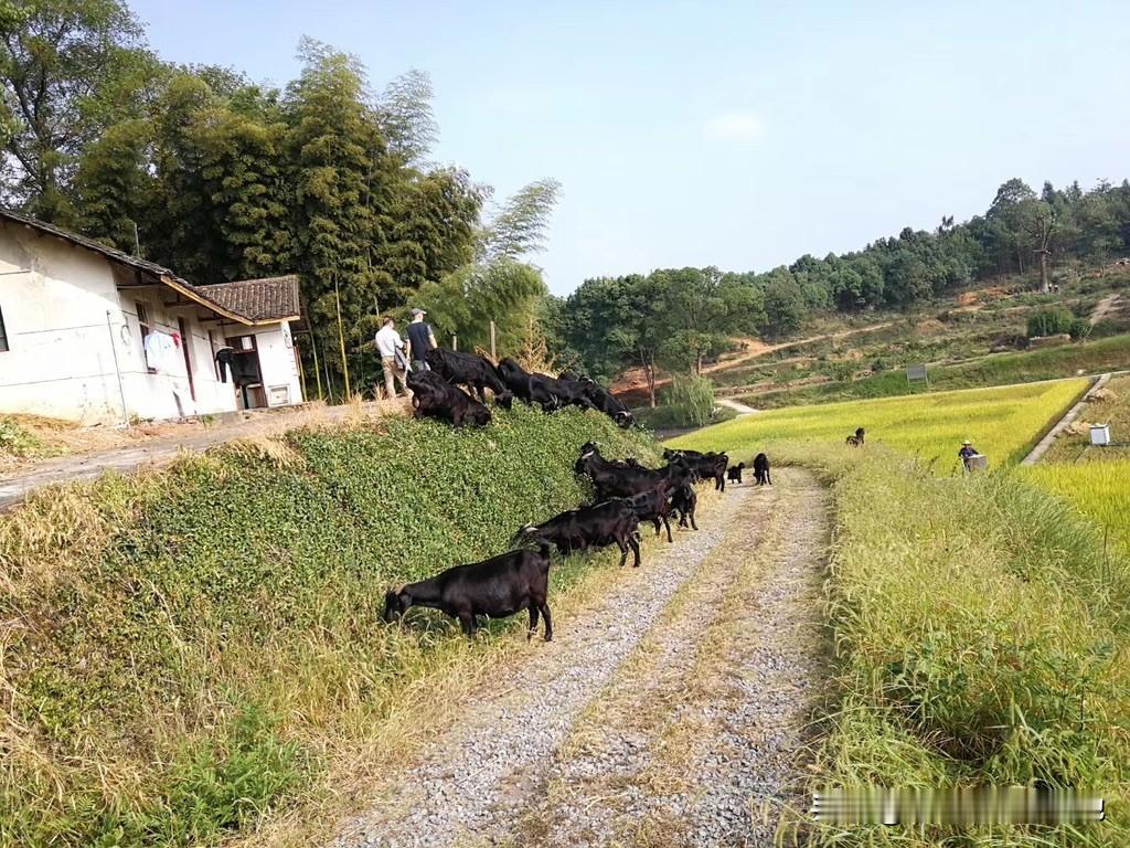 黑山羊为什么在山坡上吃草黑山羊爱在山坡吃草，核心是天性适配+山坡环境更合它需求。