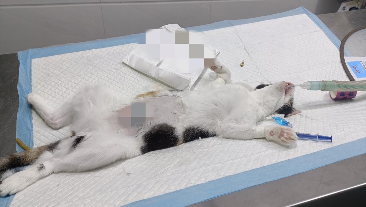 此刻我正在宠物医院等待两只绝育母猫的苏醒。

小三花是去年10月1号捡回来，小彩