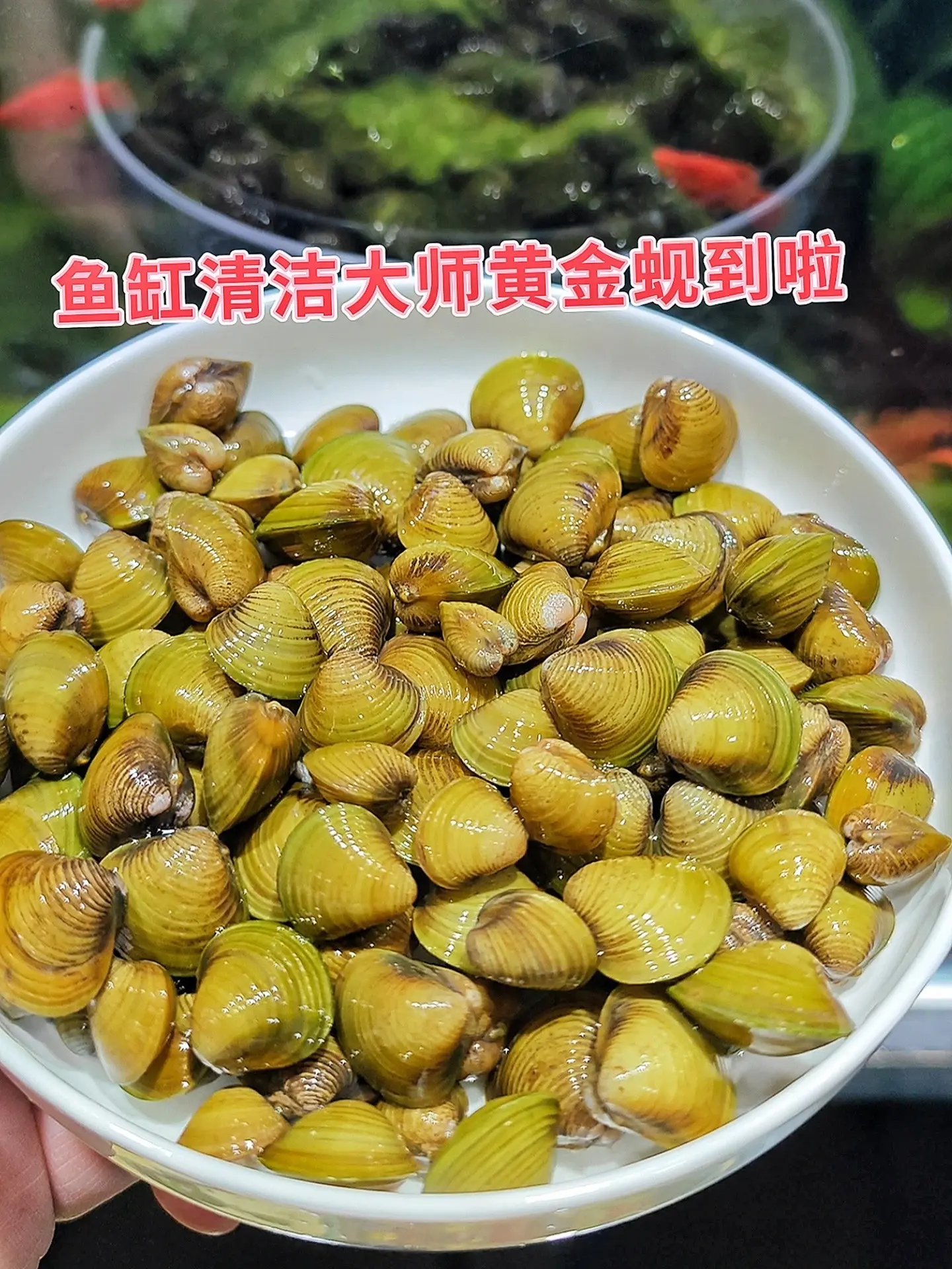 想让鱼缸生态更完美？试试黄金蚬！它就像鱼缸里的“天然清道夫”，能滤食水...