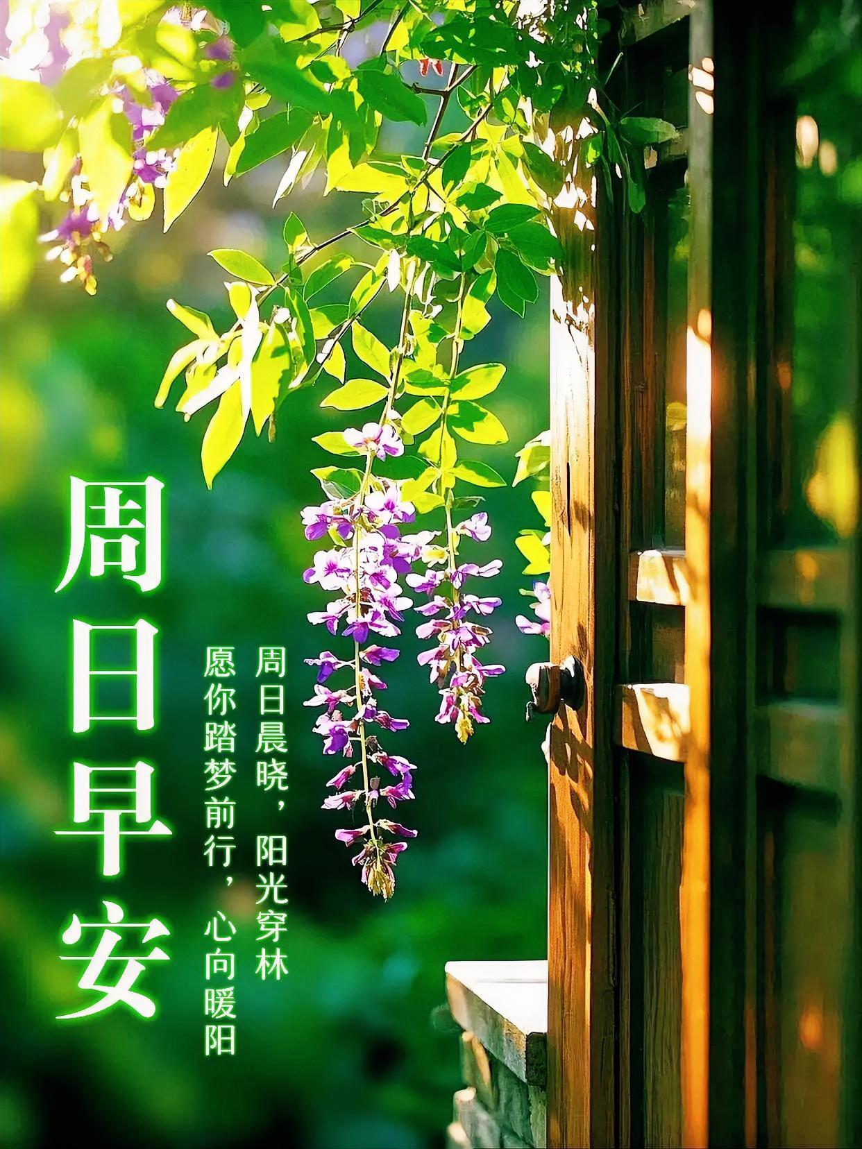 周日晨光溜进窗，紫藤花串在摇曳，把烦恼统统晒跑，今日份快乐已到账！
每日早安寄语