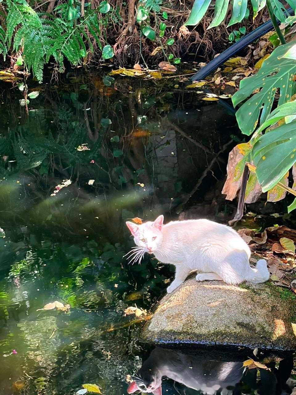 49012【丑猫】  我觉得很神圣啊 
