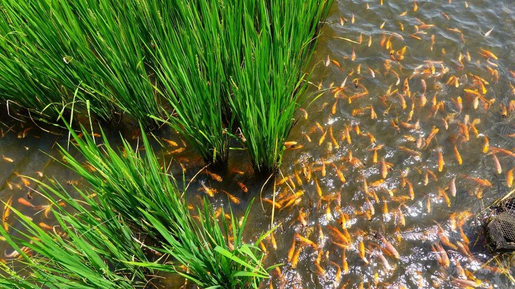 印尼很漂亮的“稻鱼共生”，鱼为稻服务，吃掉害虫和杂草，减少农药使用，排泄物成为天
