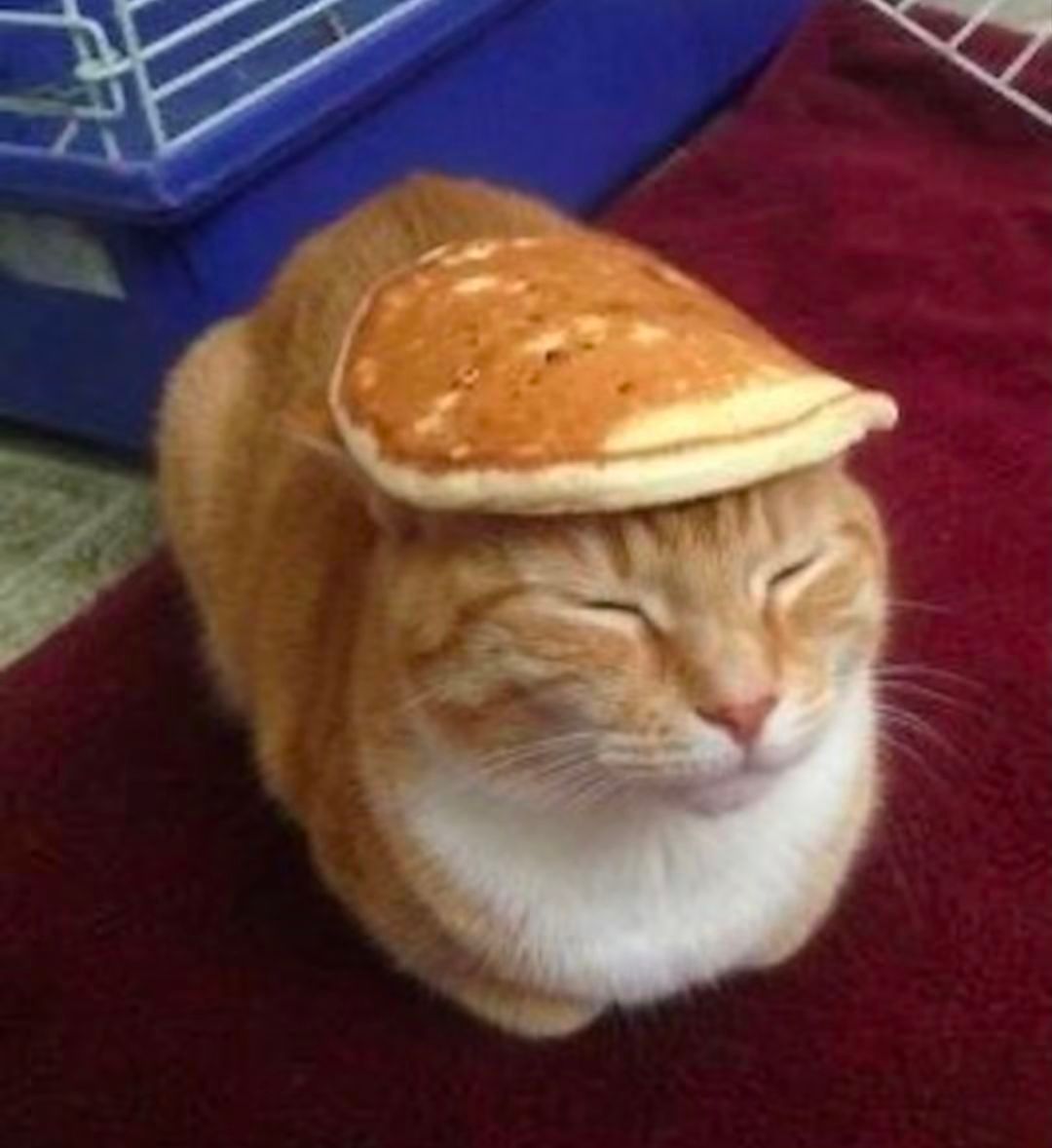 猫咪头像｜呆萌头像｜搞怪头像｜表情包｜呆傻｜笨 