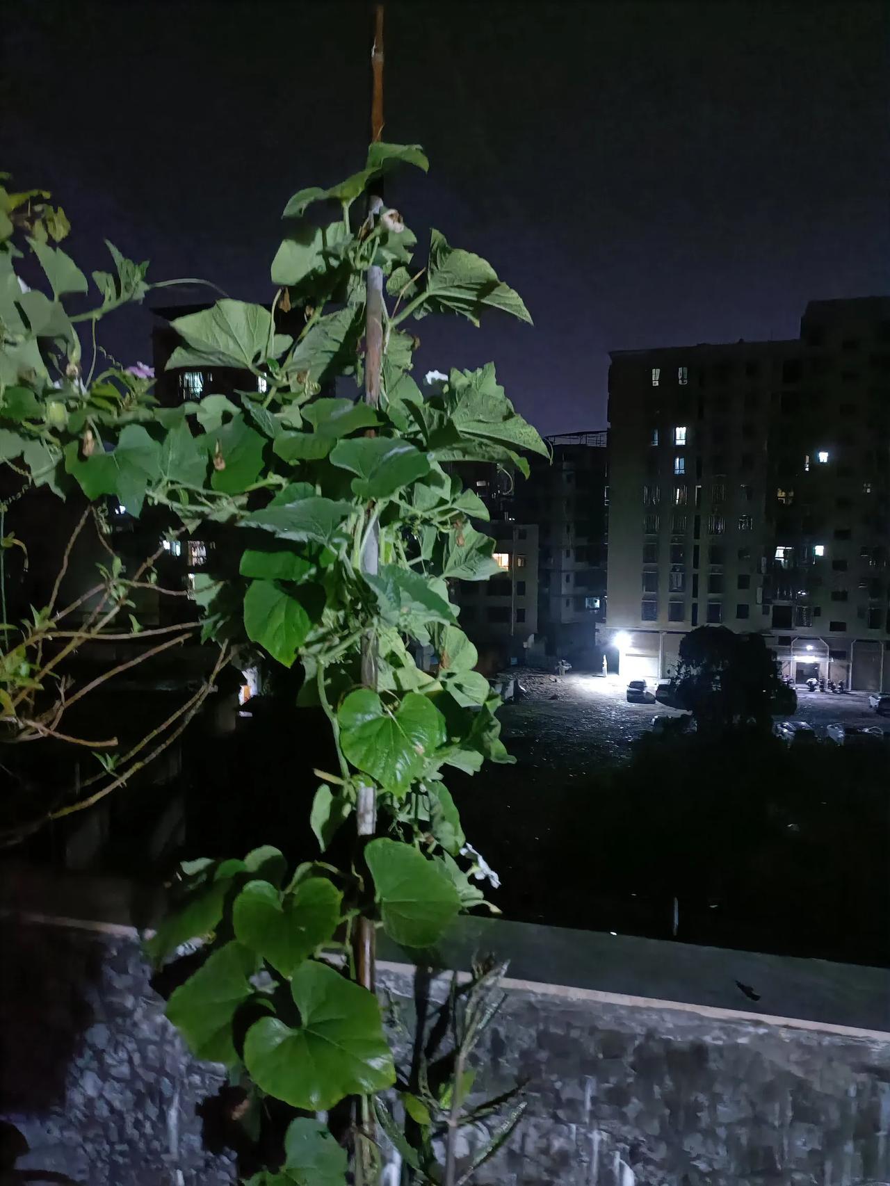 一个国家的总统说抓就给抓了去，平民老百姓一个也没伤到，某种程度上来说这善莫大焉啊