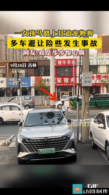 “真是险象环生啊！”吉林，一女生带着宠物狗外出，因为没牵绳子，狗子中途跑掉了，女