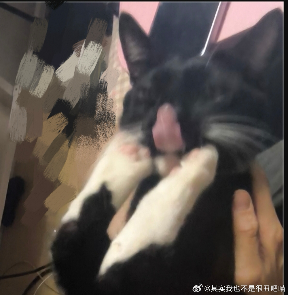 49685【丑猫】脸下面的是后腿 
