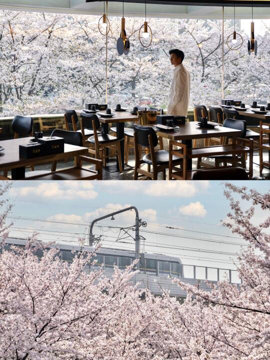 AI太超前了！DeepSeek分享上海最美樱花车站