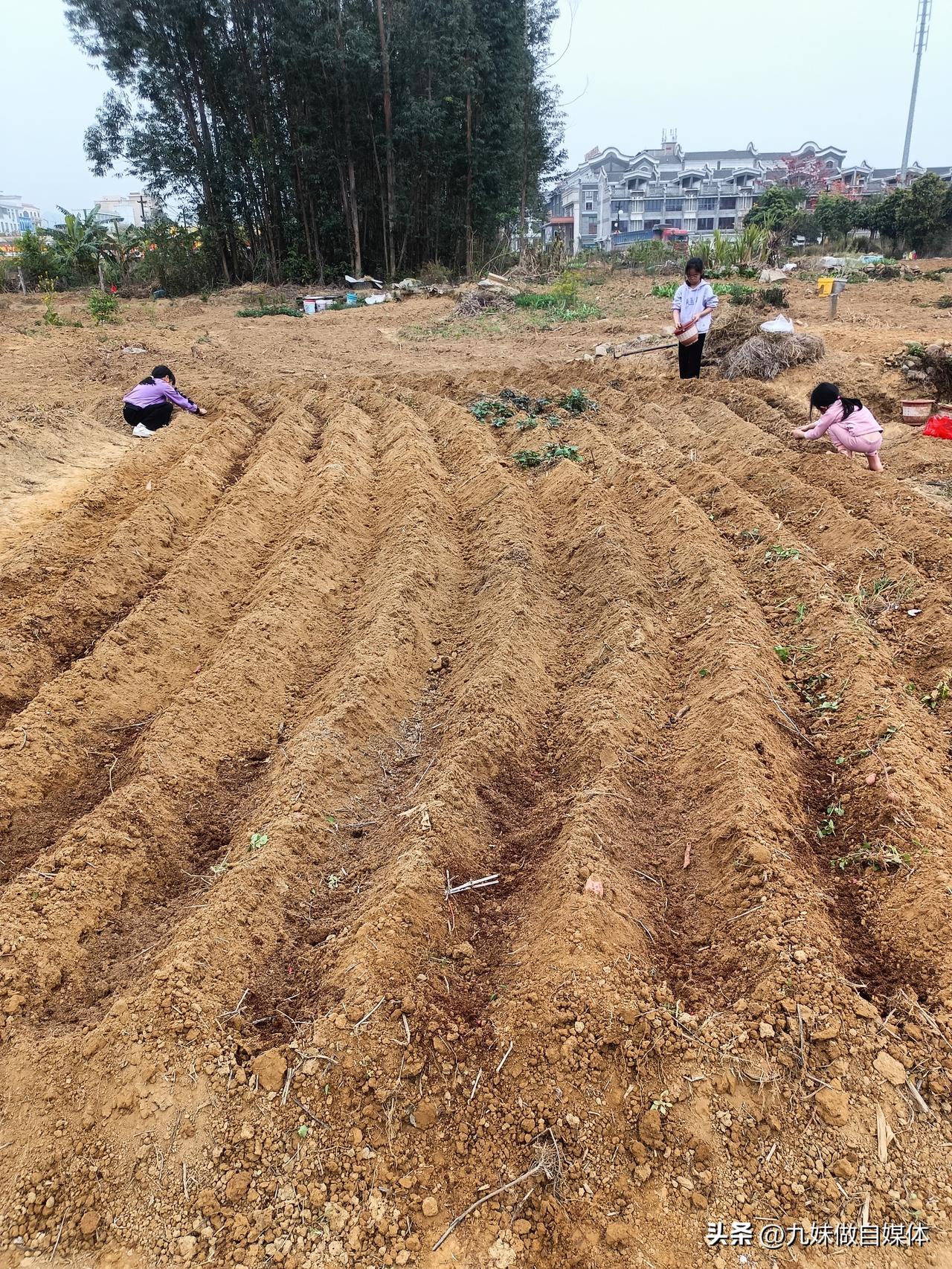 一年一度种花生的季节又开始了。让孩子们一起体验种花生的快乐。