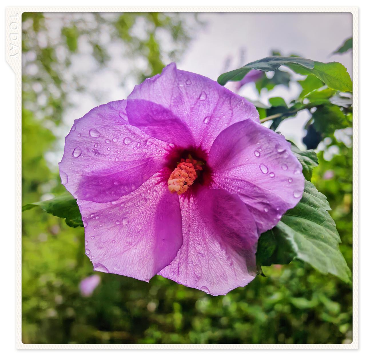 发一张你相册最近拍的花雨天的木槿花