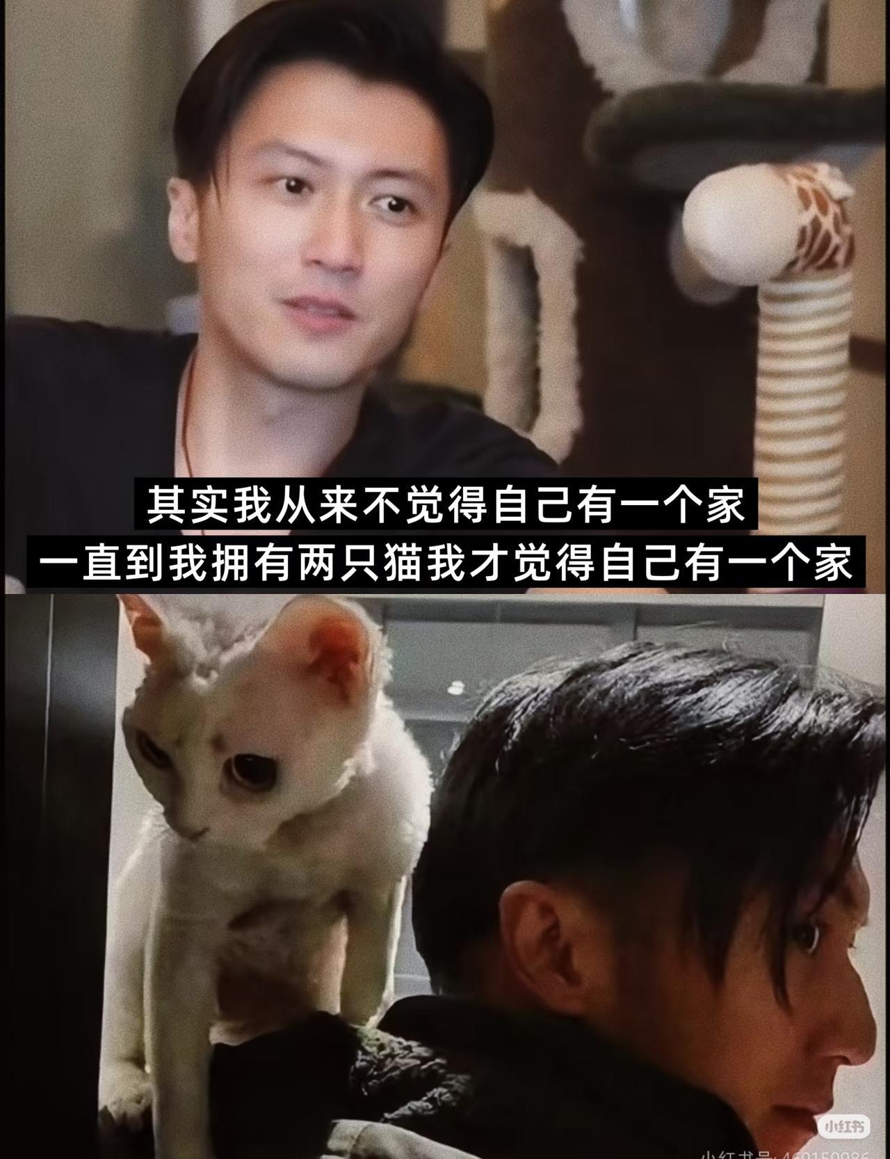 谢霆锋半夜推开家门 五双发光的眼睛齐刷刷刺破黑暗——这群小东西又硬撑着没睡 爪子