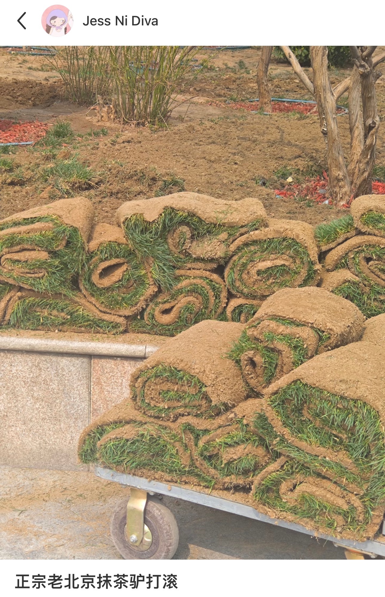 正宗的老北京抹茶驴打滚