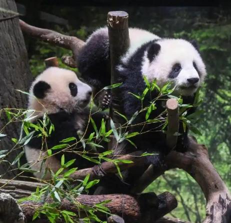 日本将不再有大熊猫！旅居东京上野动物园的龙凤胎大熊猫将于下个月反华，日本将逾50