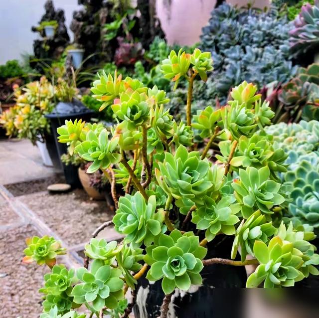 被肉友控养了3年的“薄化妆”老桩给惊艳了，这是老桩天花板了吧
阳台摆上一盆垂瀑般